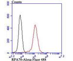 RPA70 Antibody in Flow Cytometry (Flow)