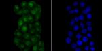 RPA70 Antibody in Immunocytochemistry (ICC/IF)