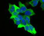 Creatine Kinase MB Antibody in Immunocytochemistry (ICC/IF)