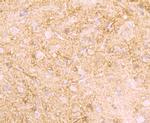 Creatine Kinase MB Antibody in Immunohistochemistry (Paraffin) (IHC (P))