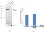 USP7 Antibody in Western Blot (WB)