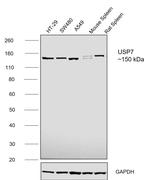 USP7 Antibody in Western Blot (WB)