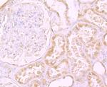 CD205 Antibody in Immunohistochemistry (Paraffin) (IHC (P))