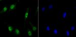 MCM3 Antibody in Immunocytochemistry (ICC/IF)