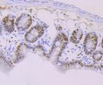 MCM3 Antibody in Immunohistochemistry (Paraffin) (IHC (P))