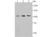 MCM3 Antibody in Western Blot (WB)