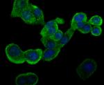 GSTP1 Antibody in Immunocytochemistry (ICC/IF)