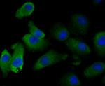 GSTP1 Antibody in Immunocytochemistry (ICC/IF)