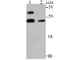 GSTP1 Antibody in Western Blot (WB)