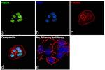 MBD3 Antibody in Immunocytochemistry (ICC/IF)