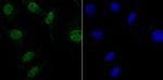 MBD3 Antibody in Immunocytochemistry (ICC/IF)