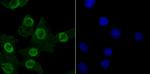 MBD3 Antibody in Immunocytochemistry (ICC/IF)