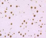 MBD3 Antibody in Immunohistochemistry (Paraffin) (IHC (P))