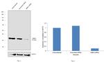 MBD3 Antibody in Western Blot (WB)