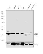 MBD3 Antibody in Western Blot (WB)