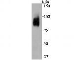 BCL6 Antibody in Western Blot (WB)