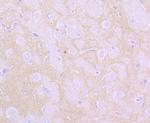 Flotillin 1 Antibody in Immunohistochemistry (Paraffin) (IHC (P))