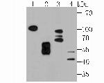 KDEL Antibody in Western Blot (WB)