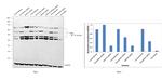 KDEL Antibody in Western Blot (WB)