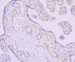 Thrombomodulin Antibody in Immunohistochemistry (Paraffin) (IHC (P))