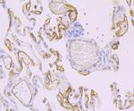 Thrombomodulin Antibody in Immunohistochemistry (Paraffin) (IHC (P))