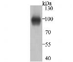 Thrombomodulin Antibody in Western Blot (WB)