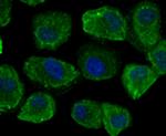 CD46 Antibody in Immunocytochemistry (ICC/IF)