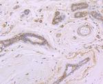 CD46 Antibody in Immunohistochemistry (Paraffin) (IHC (P))