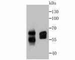 CD46 Antibody in Western Blot (WB)