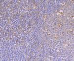 CaMKIV Antibody in Immunohistochemistry (Paraffin) (IHC (P))