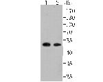 CaMKIV Antibody in Western Blot (WB)