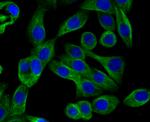 Arp3 Antibody in Immunocytochemistry (ICC/IF)