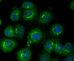 GPI Antibody in Immunocytochemistry (ICC/IF)