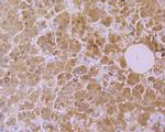 CYP26A1 Antibody in Immunohistochemistry (Paraffin) (IHC (P))