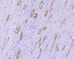 CYP26A1 Antibody in Immunohistochemistry (Paraffin) (IHC (P))