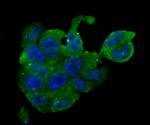 ERP29 Antibody in Immunocytochemistry (ICC/IF)