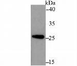 ERP29 Antibody in Western Blot (WB)