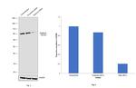 Gephyrin Antibody