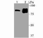 Gephyrin Antibody in Western Blot (WB)