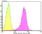 USP9X Antibody in Flow Cytometry (Flow)