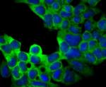 USP9X Antibody in Immunocytochemistry (ICC/IF)