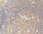 USP9X Antibody in Immunohistochemistry (Paraffin) (IHC (P))