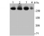 USP9X Antibody in Western Blot (WB)