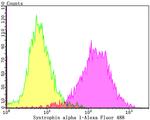 Syntrophin alpha-1 Antibody in Flow Cytometry (Flow)