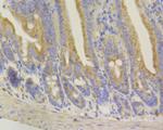 Syntrophin alpha-1 Antibody in Immunohistochemistry (Paraffin) (IHC (P))