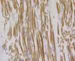 Syntrophin alpha-1 Antibody in Immunohistochemistry (Paraffin) (IHC (P))