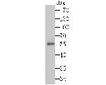 Syntrophin alpha-1 Antibody in Western Blot (WB)