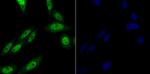 PRP8 Antibody in Immunocytochemistry (ICC/IF)