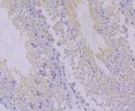 PON2 Antibody in Immunohistochemistry (Paraffin) (IHC (P))