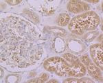 PON2 Antibody in Immunohistochemistry (Paraffin) (IHC (P))